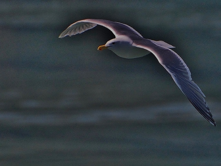 seagull in flight